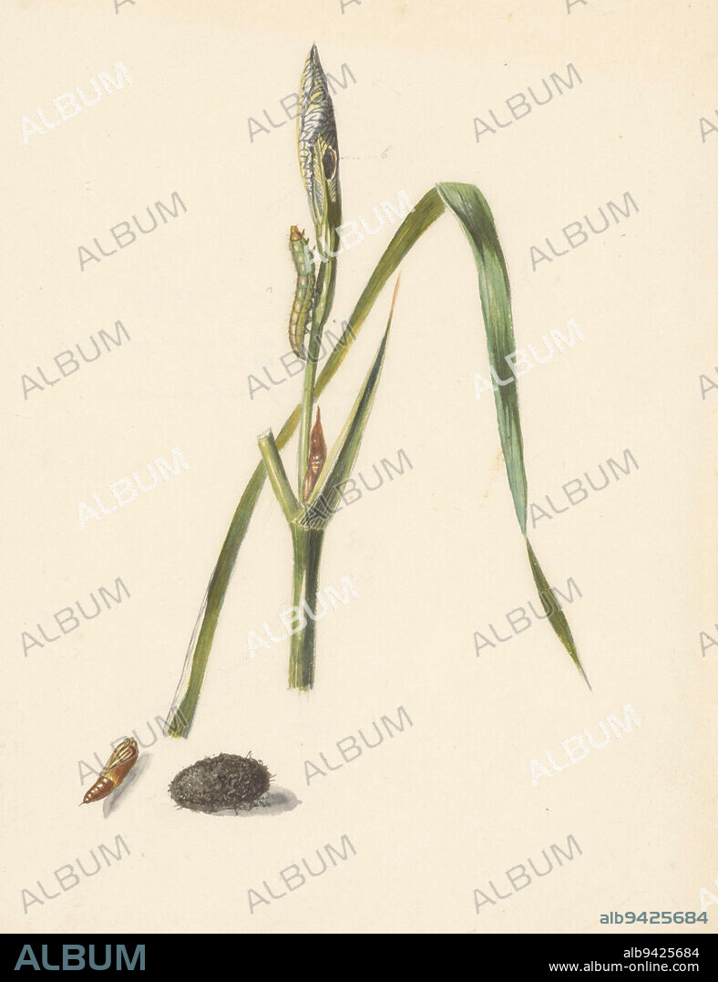 Study of Iris with caterpillar, underneath a cocoon and injected caterpillar, draughtsman: Albertus Steenbergen, 1824 - 1900, paper, brush, h 217 mm × w 162 mm.