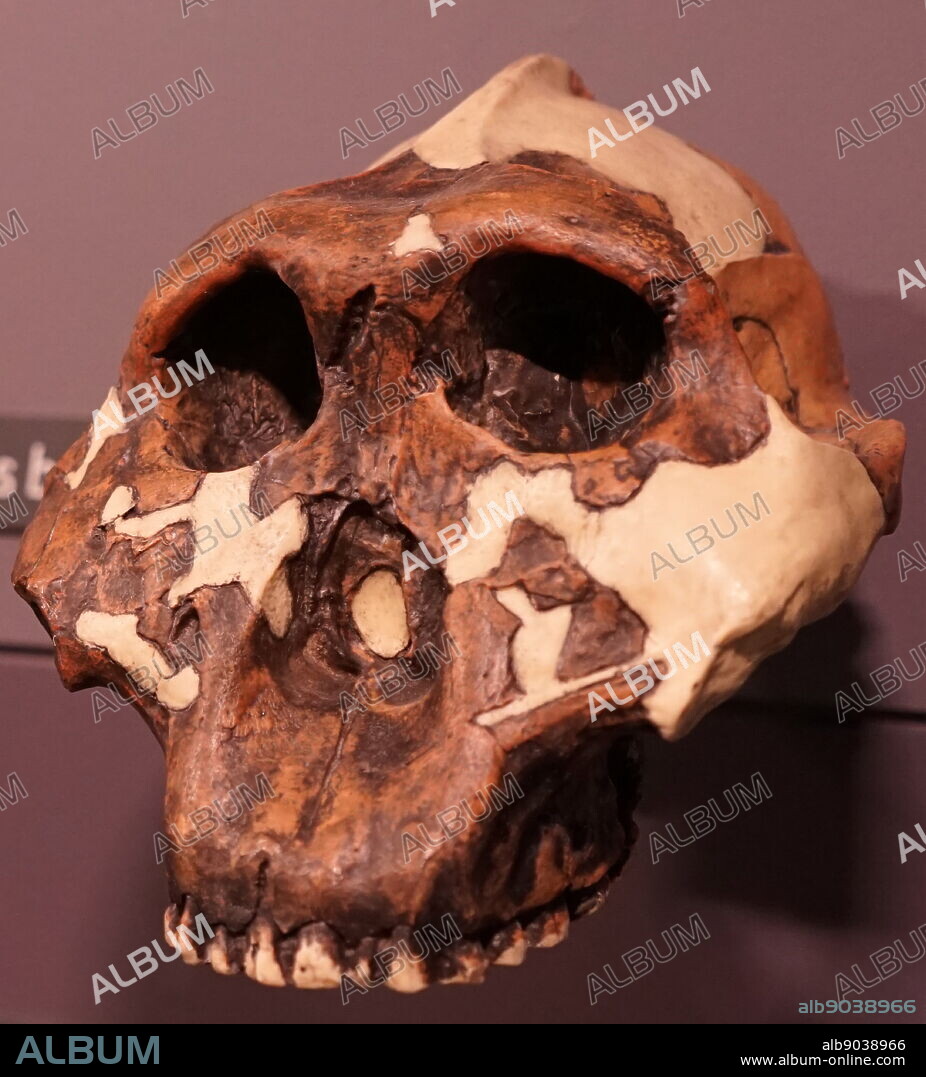 Skull of a Paranthropus boisei (or Australopithecus boisei) an early hominin.