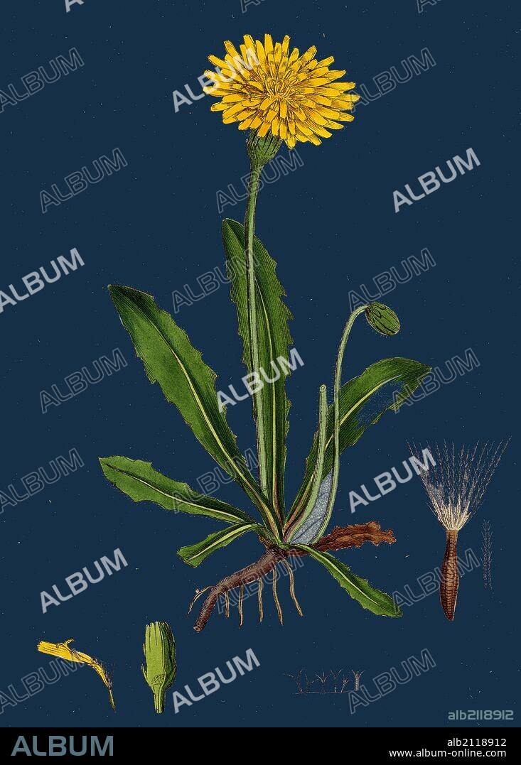 Leontodon hispidus; Rough Hawk-bit.