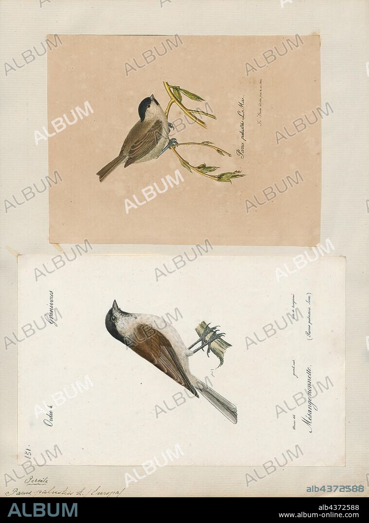 Parus palustris, Print, The marsh tit (Poecile palustris) is a passerine bird in the tit family Paridae and genus Poecile, closely related to the willow, Père David's and Songar tits. It is small (around 12 cm long and weighing 12 g) with a black crown and nape, pale cheeks, brown back and greyish-brown wings and tail. Between 8 and 11 subspecies are recognised. This bird's close resemblance to the willow tit can cause identification problems, especially in the United Kingdom where the local subspecies of the two are very similar (there, they were not recognised as separate species until 1897)., 1700-1880.