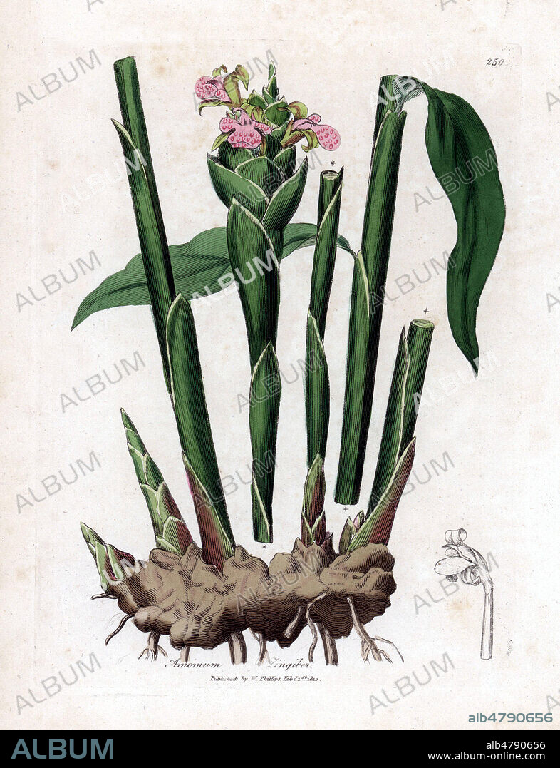GINGEMBRE, Zingiber officinale - Rhizome, leaves and pink flowers of the narrow-leaved ginger, Zingiber officinale. Handcolored copperplate engraving from a botanical illustration by James Sowerby from William Woodville and Sir William Jackson Hooker's "Medical Botany" 1832. The tireless Sowerby (1757-1822) drew over 2,500 plants for Smith's mammoth "English Botany" (1790-1814) and 440 mushrooms for "Coloured Figures of English Fungi " (1797) among many other works.