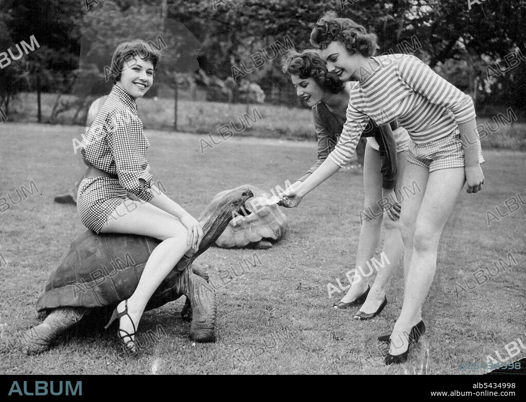 Rusty Comes Out From His Shell -- Windmill Girls enjoying a break from Windmill Theatre find even slow moving Rusty the giant tortoise in a hurry to make friends when they visit Whipsnade Zoo, Redfordshire. The girls are - ***** right - Annette Donatti of leads ***** June Wilkinson of *****, Sussex, and Yvette Davies on *****. This is what Annette Donarti calls mocking the turtle. Annette is one of the stars of London's famous Windmill Theatre and the turtle is Rusty of the Whipsnade Zoo. Rusty.