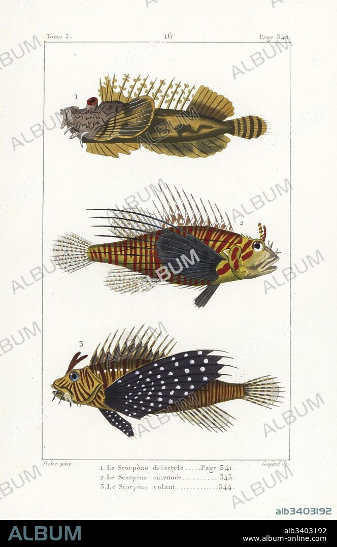 Bearded ghoul, Inimicus didactylus, broadbarred firefish, Pterois antennata, and red lionfish, Pterois volitans. Handcoloured copperplate engraving by Jean Baptiste Guyard after an illustration by Jean-Gabriel Pretre from Bernard Germain de Lacepede's Natural History of Oviparous Quadrupeds, Snakes, Fish and Cetaceans, Eymery, Paris, 1825.