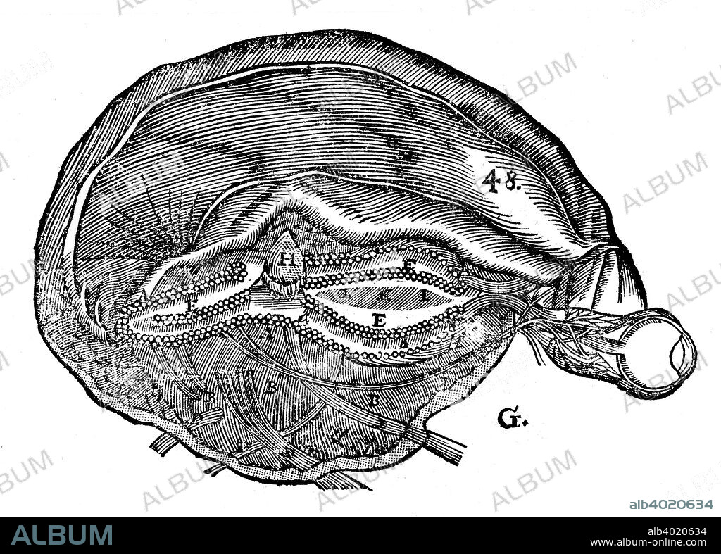 Rene Descartes' diagram of the human brain and eye, 1692. From Opera Philosophica by Rene Descartes. (Frankfurt-am-Main, 1692). Originally published in his Tractatus de homine. (Paris, 1664).