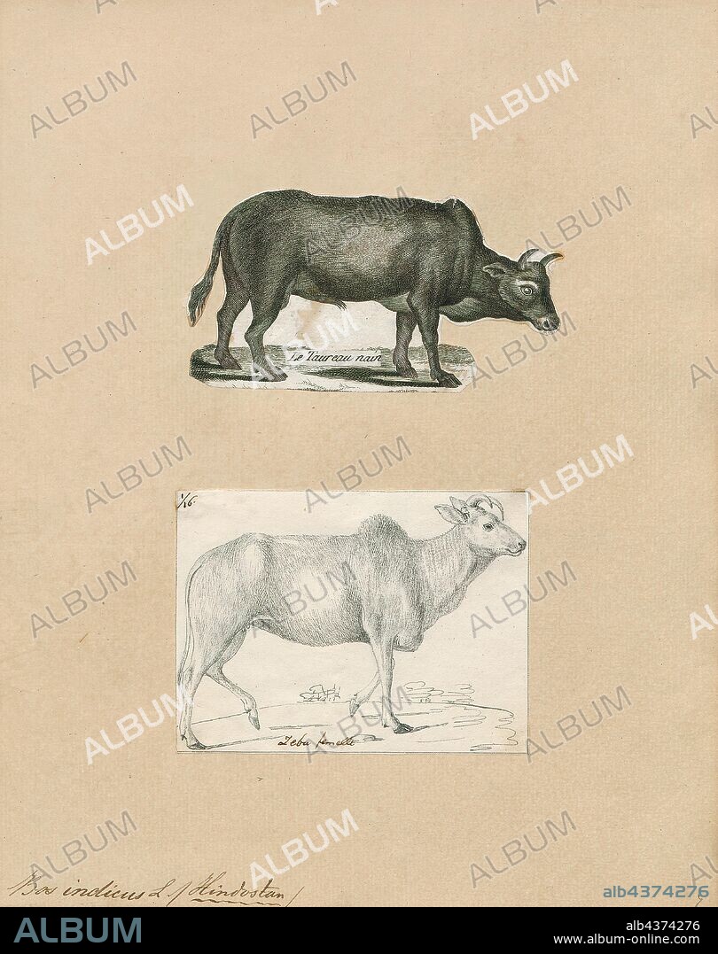 Bos indicus, Print, A zebu, sometimes known as indicine cattle or humped cattle, is a species or subspecies of domestic cattle originating in South Asia. Zebu are characterised by a fatty hump on their shoulders, a large dewlap, and sometimes drooping ears. They are well adapted to withstanding high temperatures, and are farmed throughout the tropical countries, both as pure zebu and as hybrids with taurine cattle, the other main type of domestic cattle. Zebu are used as draught and riding animals, dairy cattle, and beef cattle, as well as for byproducts such as hides and dung for fuel and manure. Zebu, namely miniature zebu, are kept as companion animals. In 1999, researchers at Texas A&M University successfully cloned a zebu., 1700-1880.