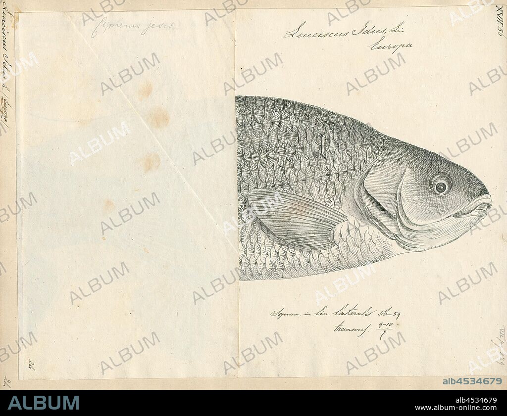 Leuciscus idus, Print, The ide (Leuciscus idus), or orfe, is a freshwater fish of the family Cyprinidae found in larger rivers, ponds, and lakes across northern Europe and Asia. It has been introduced outside its native range in Europe, North America and New Zealand. It is a popular ornamental fish, usually kept in outdoor ponds in temperate regions from which it often escapes., 1700-1880.