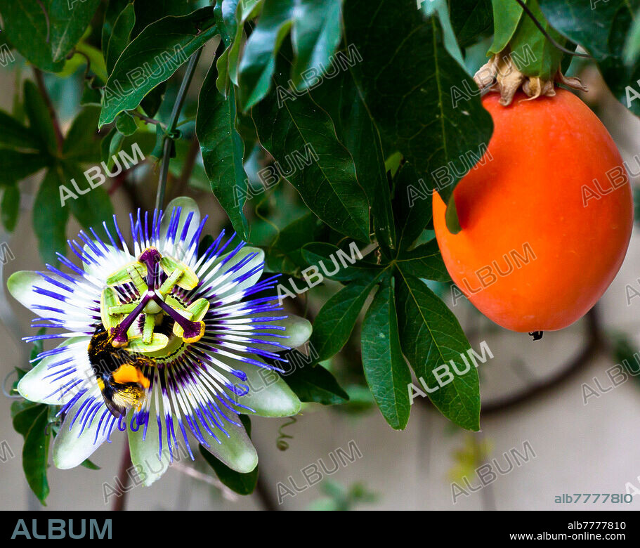 Passiflora caerulea FLEUR DE LA PASSION, PASSIFLORE BLEUE (plante)