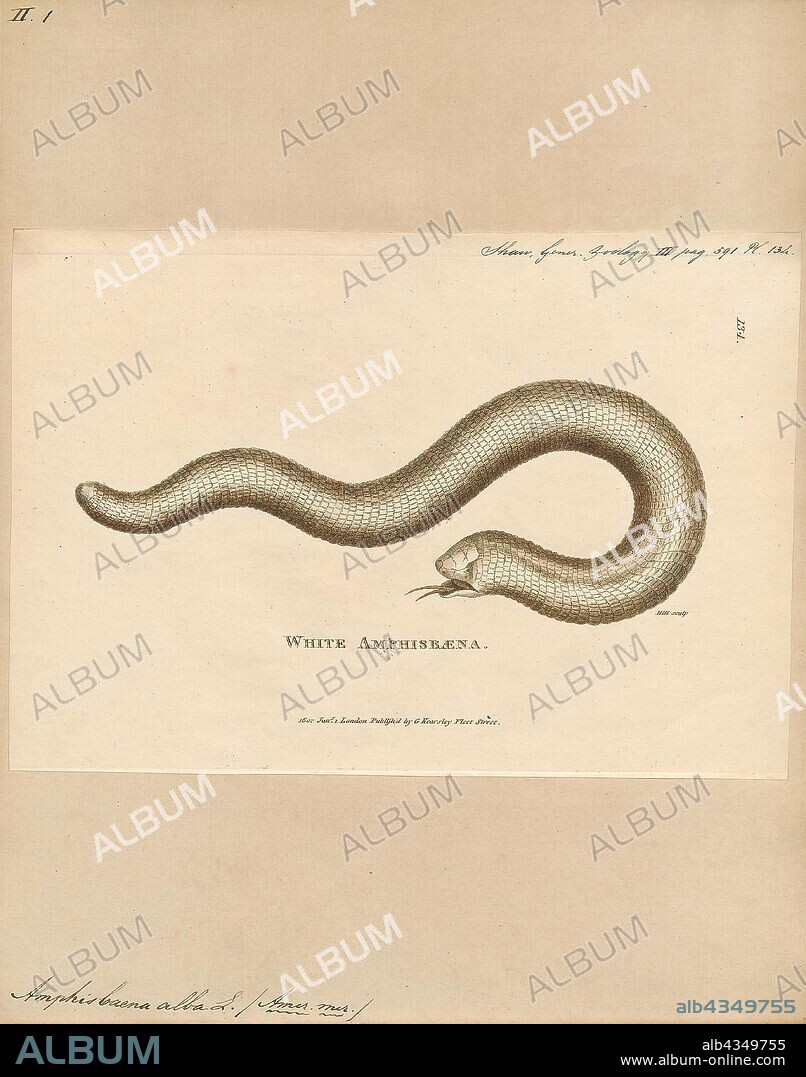Amphisbaena alba, Print, Amphisbaena alba, also known as the red worm lizard or less commonly as the white or white-bellied worm lizard, is a species of amphisbaenian in the reptilian order Squamata. Despite the large geographic range that this species covers, little is known about its ecology due to its secretive habits. A. alba has a diverse diet ranging from plant material to small vertebrates. Numerically, beetles, ants, and spiders compose the majority of their diet; however, ants, insect larvae, and beetles are ingested to satisfy a larger volume., 1700-1880.