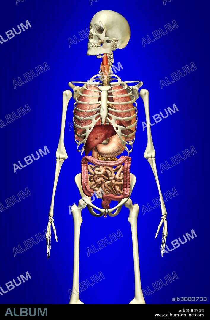 Male skeleton with internal organs on blue background.