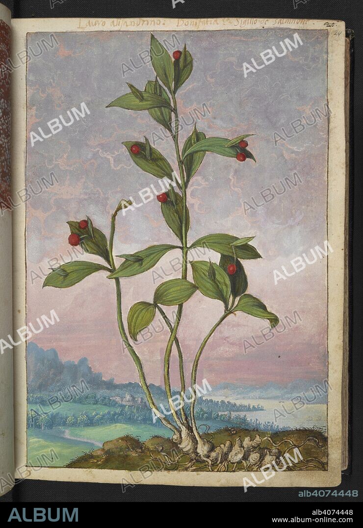 GHERALDO CIBO. A plant bearing red berries. Coloured drawings of plants, copied from nature in the Roman States, by Gerardo Cibo. Vol. I. Pietro Andrea Mattioli, Physician, of Siena: Extracts from his edition of Dioscorides' "de re Medica":. Italy, c. 1564-1584. Source: Add. 22332 f.24. Language: Italian.