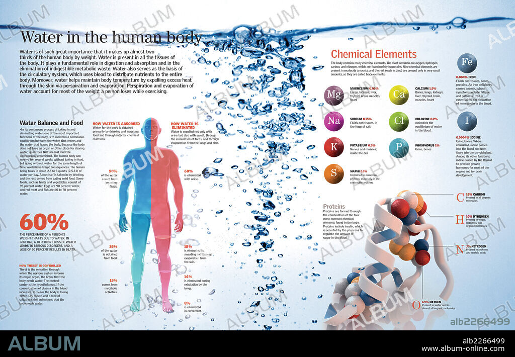 El agua en el organismo. Infografía de la importancia del agua para el organismo humano, su porcentaje en el organismo y otros elementos químicos y minerales esenciales.