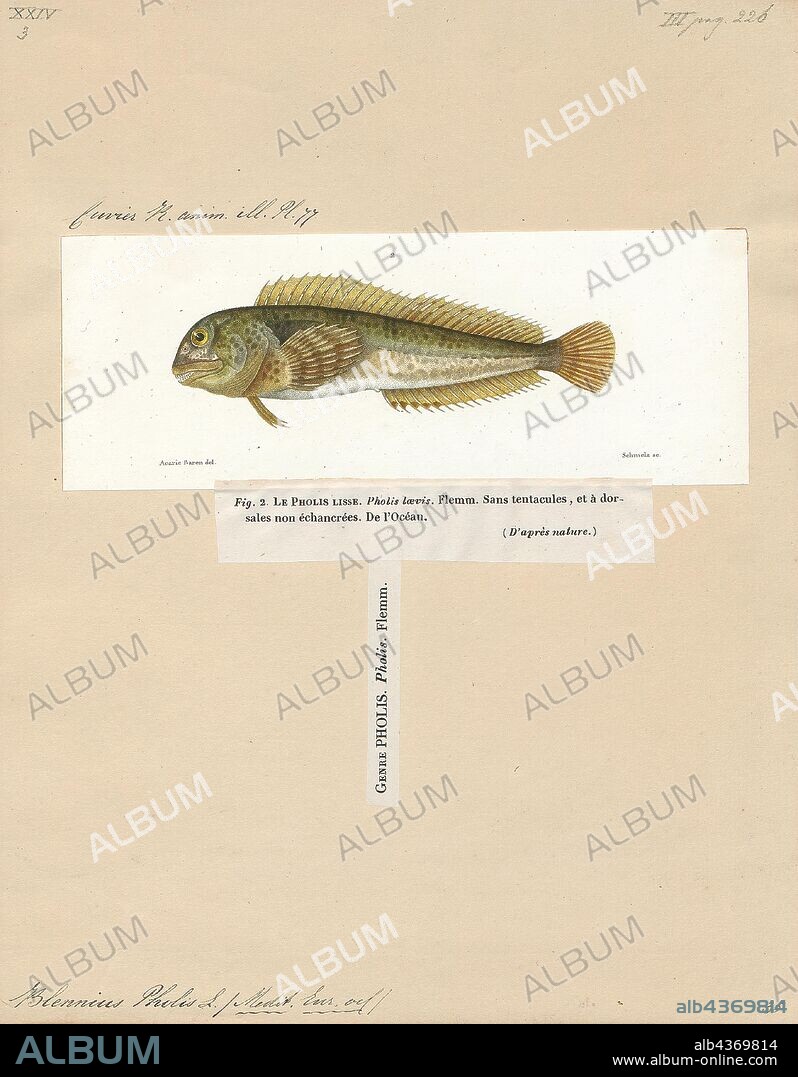 Blennius pholis, Print, Lipophrys pholis, commonly known as shanny, also known as the smooth blenny or common blenny, is a species of combtooth blenny. It matures at two years of age. Distributed in the Eastern Atlantic from the southern Norway to Morocco and Madeira, including the Mediterranean and the Balearics. Lipophrys pholis feed primarily on crustaceans, but also feed on other invertebrates and plants., 1700-1880.