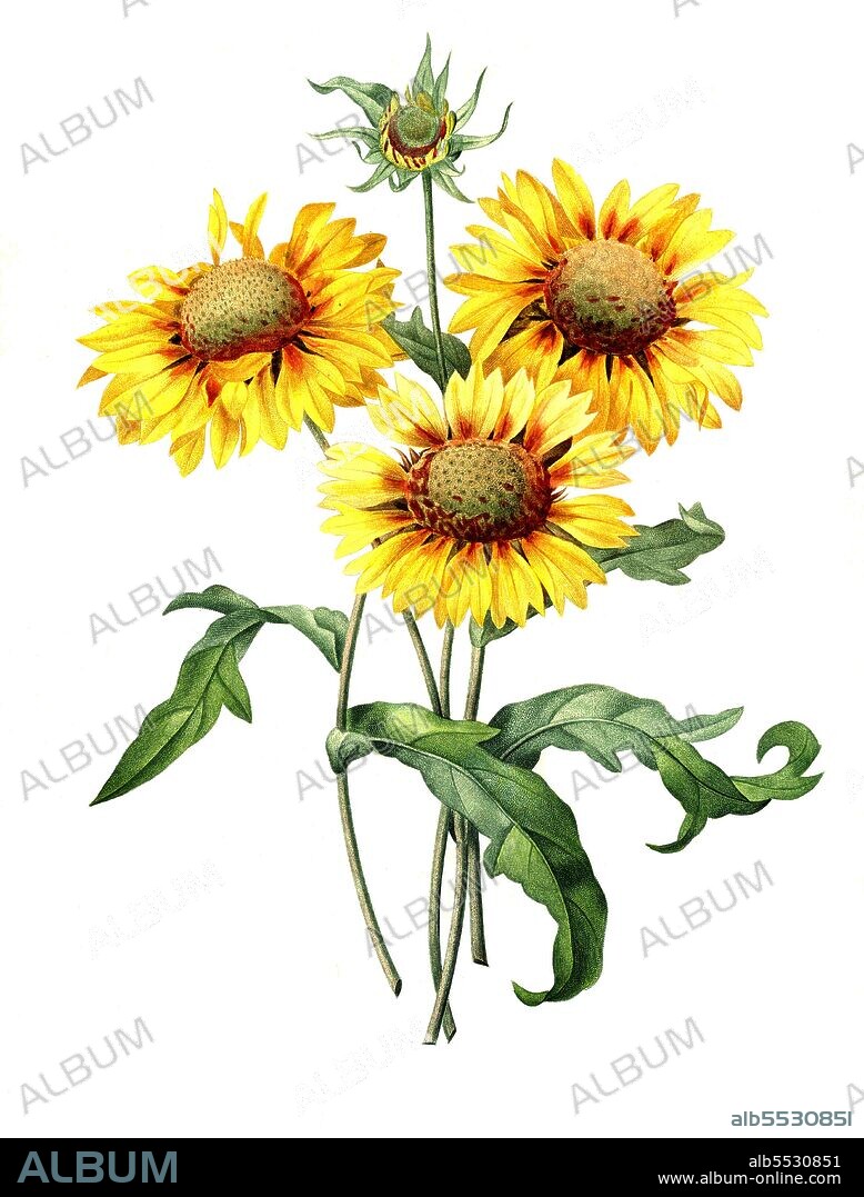 Galardia, Sonnenbraut, Helenium, aus der Familie der Korbblutler .