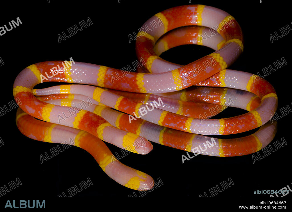 An albino Texas Coral snake (Micrurus tener) from SE Texas, USA. Photographed in 2017.