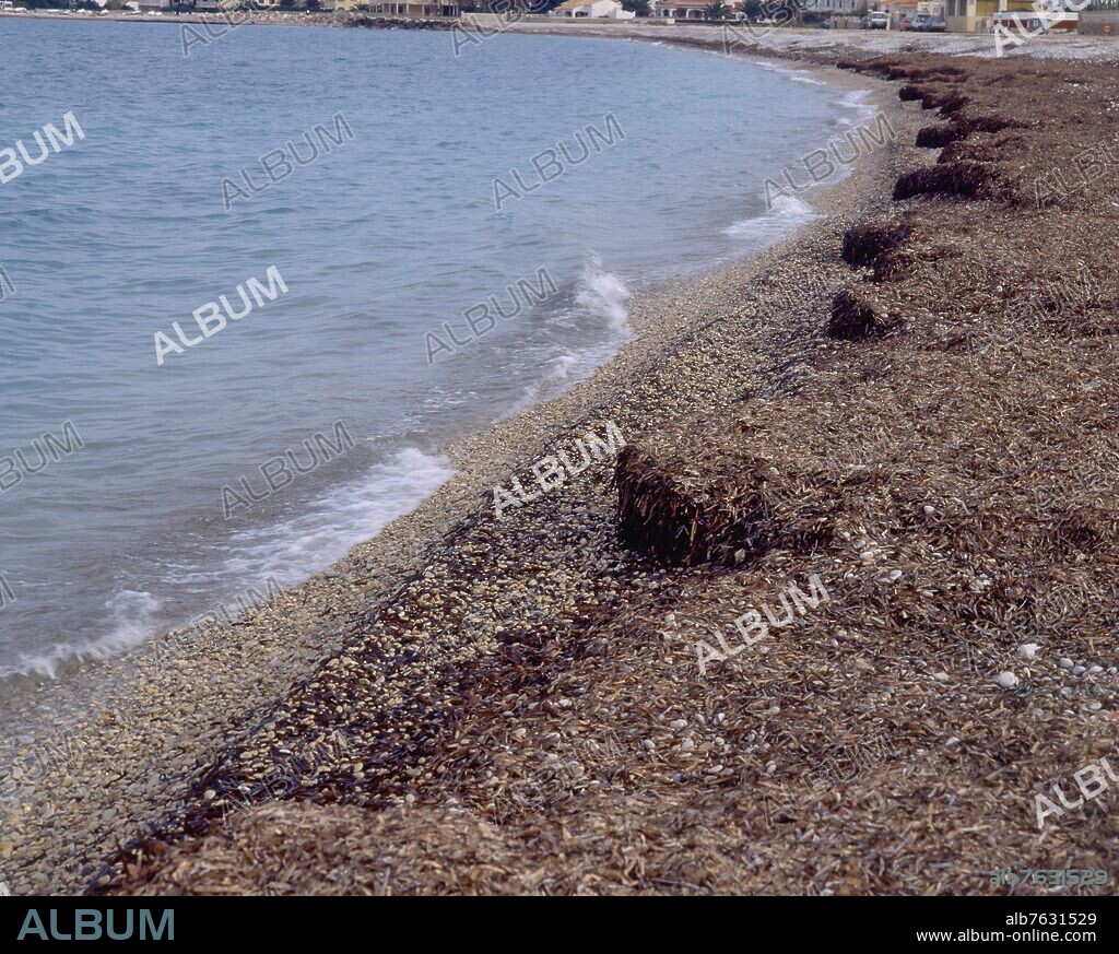 NORTE DE DENIA-ORILLA DE LA PLAYA CON MONTONES DE ALGAS.