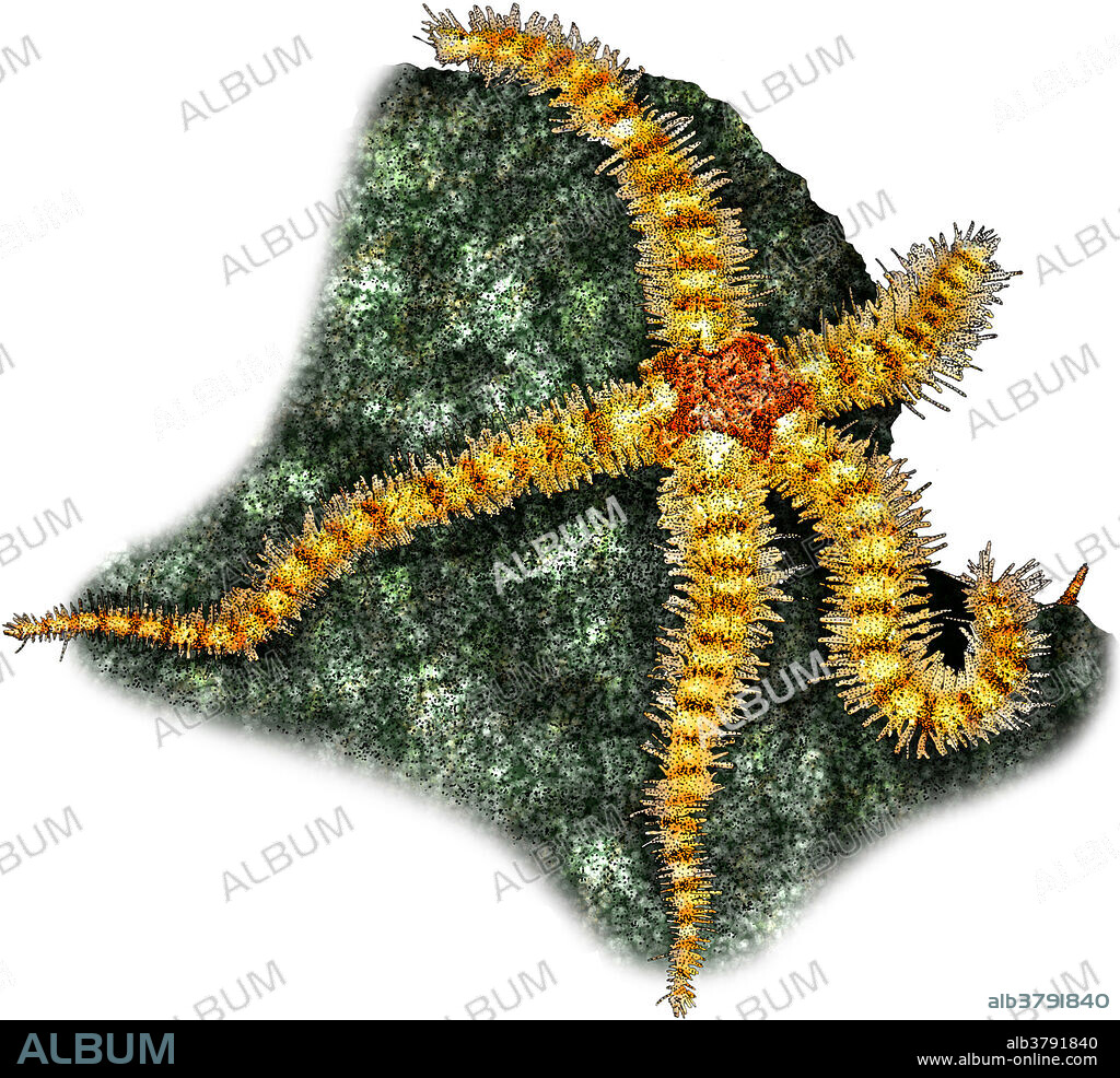 Illustration of a Spiny Brittle Star (Ophiothrix spiculata).