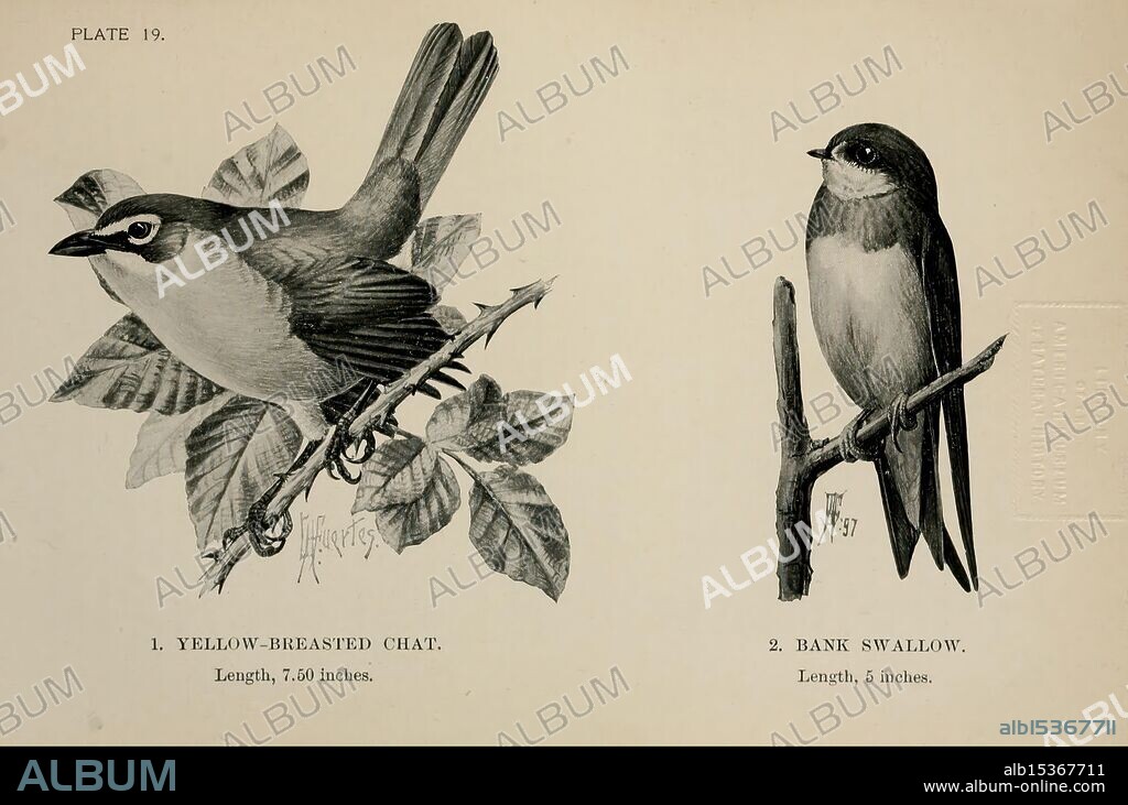 Birdcraft New York Macmillan Co. c1897 birds United States Riparia riparia Sand Martin Icteria virens yellow-breasted chat, The illustration features two distinct bird species, positioned to highlight their unique characteristics. The first bird, identified as a Bank Swallow, is perched on a slender branch, showcasing its streamlined body and delicate features. Below it, the second bird, known as the Yellow-Breasted Chat, is depicted in a more dynamic pose among leaves, emphasizing its vibrant plumage and distinct markings. Accompanying the birds is a scale indicating their respective lengths: the Bank Swallow measures approximately six inches, while the Yellow-Breasted Chat stretches to about seven inches.