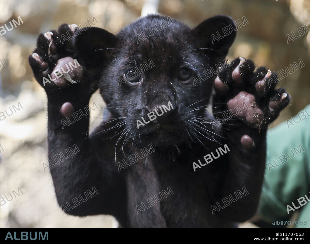 Naples: A black jaguar cub was born at the Naples zoo, named Romelu after Lukaku, Napoli striker. Some photos in the arms of Gabriele, one of the zoo's keepers. ''For now it is still possible to hold him - says Gabriele - even if with his claws he is already starting to leave some scratches, but in a few weeks what for now seems to you 'just' a black cat will become one of the most lethal predators in the world' (Credit Image: © Salvatore Laporta/IPA via ZUMA Press).