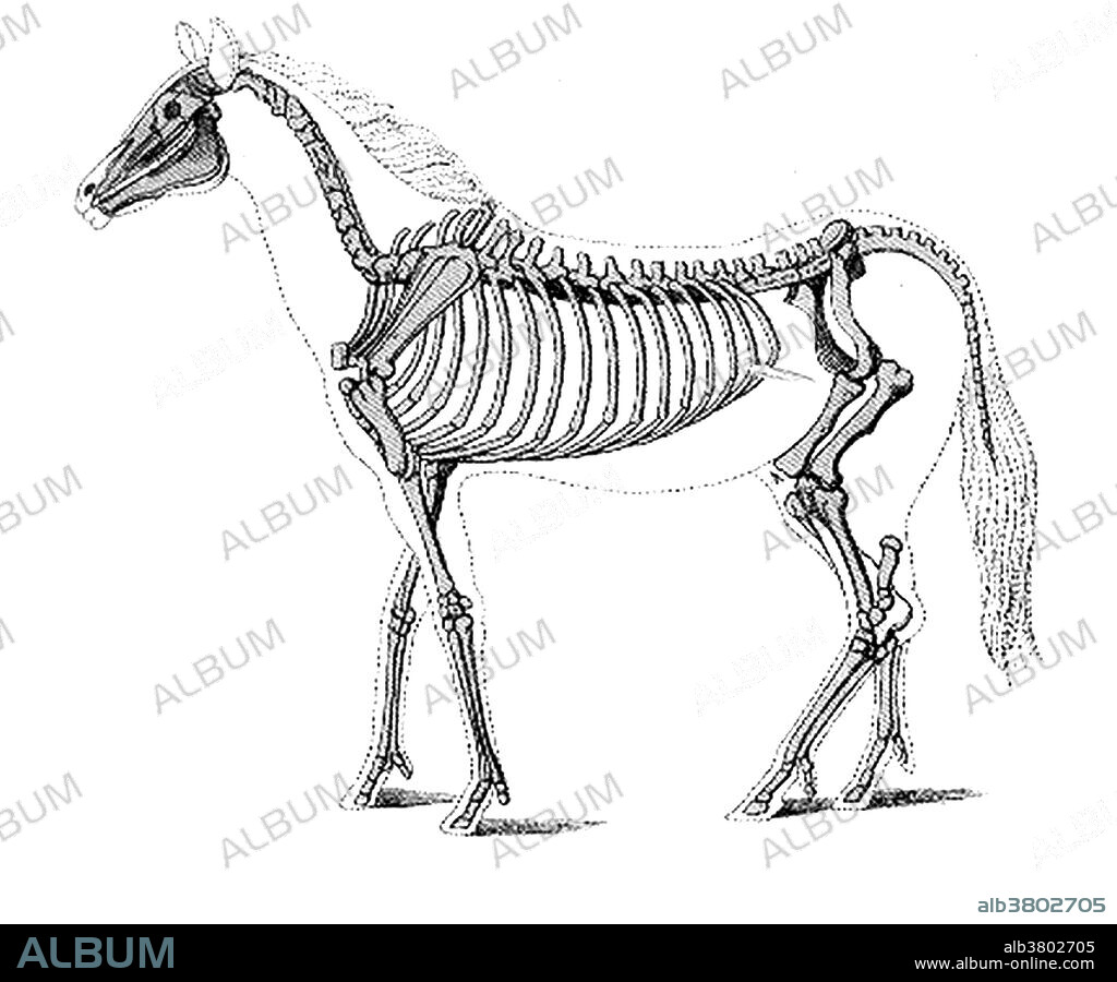 Hipparion (pony) is an extinct genus of horse living in North America, Asia, Europe, and Africa during the Miocene through Pleistocene epochs. Hipparion resembled the modern horse, but still had three vestigial outer toes (in addition to its hoof). These did not touch the ground. This animal appeared during Cenozoic era, the most recent era of geologic time, from about 65 million years ago to the present. The Cenozoic Era is characterized by the formation of modern continents and the diversification of mammals and plants. Grasses also evolved during the Cenozoic. The climate was warm and tropical toward the beginning of the era and cooled significantly in the second half, leading to several ice ages. Humans first appeared near the end of this era.