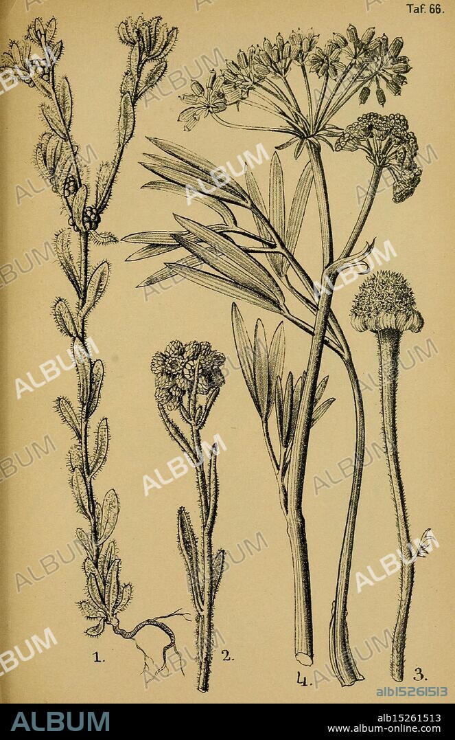 Die Pflanzenwelt Dalmatiens, Leipzig, W. Klinkhardt, 1911, Croatia, Dalmatia, plants, The illustration showcases a variety of botanical specimens, meticulously rendered to highlight their distinctive features. On the left, a slender, vertical stem exhibits clusters of small leaves, complemented by finely detailed floral arrangements at the top. Adjacent to it, a shorter stem presents a unique arrangement of tightly packed buds, demonstrating intricate geometric patterns. Exploring further, another specimen reveals elongated, linear leaves sprouting from a central node, suggesting a different species. Finally, on the right, a robust stem culminates in a dense, spherical flower head, displaying a textured surface. Each specimen is labeled numerically, providing a systematic approach to identifying the diverse plants depicted.
