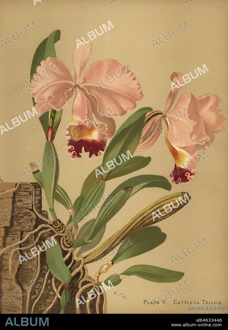 Flor de Mayo or Christmas orchid, Cattleya trianae. Chromolithograph by Hatch Company after a botanical illustration by Harriet Stewart Miner from Orchids, the Royal Family of Plants, Lee & Shepard, Boston, 1885. The first American color plate book on orchids by woman botanist Miner.