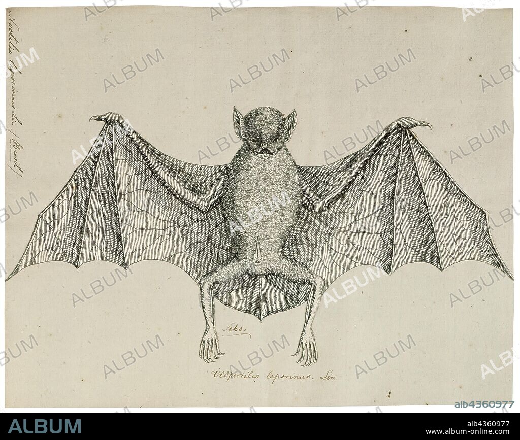 Noctilio leporinus, Print, The greater bulldog bat or fisherman bat (Noctilio leporinus) is a type of fishing bat native to Latin America (Spanish: Murciélago pescador). The bat uses echolocation to detect water ripples made by the fish upon which it preys, then uses the pouch between its legs to scoop the fish up and its sharp claws to catch and cling to it. It is not to be confused with the lesser bulldog bat, which, though belonging to the same genus, merely catches water insects, such as water striders and water beetles., 1700-1880.