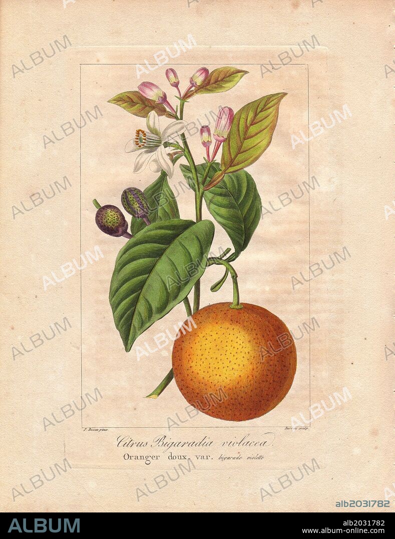 Bigarade bitter orange, Citrus x aurantium. Handcoloured stipple engraving on copper by Barrois from a botanical illustration by Pancrace Bessa from Mordant de Launay's "Herbier General de l'Amateur," Audot, Paris, 1820. The Herbier was published from 1810 to 1827 and edited by Mordant de Launay and Loiseleur-Deslongchamps. Bessa (1772-1830s), along with Redoute and Turpin, is considered one of the greatest French botanical artists of the 19th century.