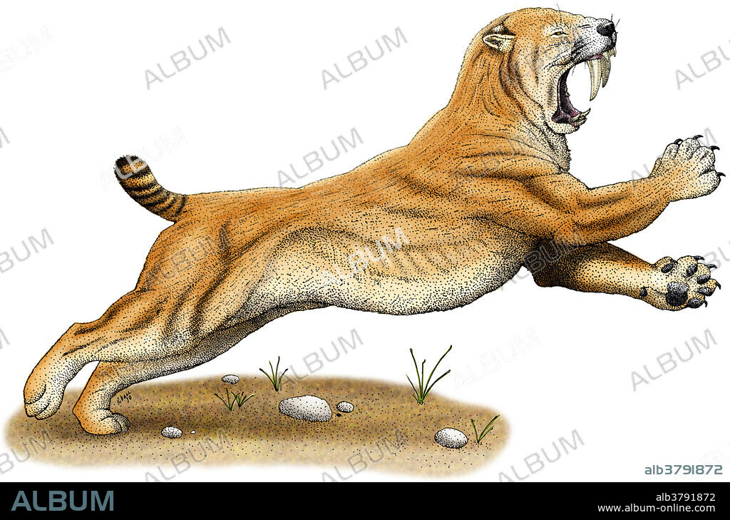 Smilodon (Saber-Toothed Tiger)