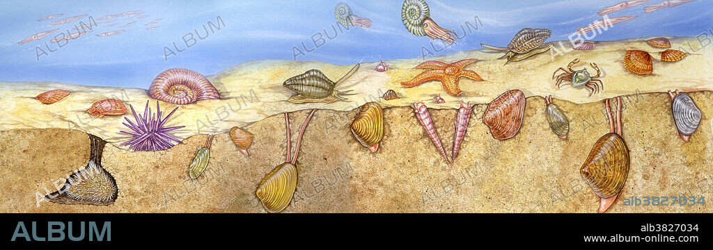 The Cretaceous Period was named for the chalk deposits laid down in warm shallow seas. This scene, from the Early Cretaceous (approximately 140 mya), focuses on the abundant invertebrate life present, including bivalves, ammonites (relatives of the Nautilus), belemnites (cuttlefish), sea urchins, starfish, gastropods, and crabs.