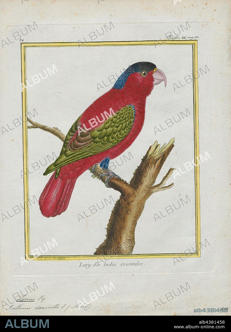 Lorius domicella, Print, The purple-naped lory (Lorius domicella) is a species of parrot in the family Psittaculidae. It is forest-dwelling endemic to the islands of Seram, Ambon, and perhaps also Haruku and Saparua, South Maluku, Indonesia. It is considered endangered, the main threat being from trapping for the cage-bird trade., 1700-1880.
