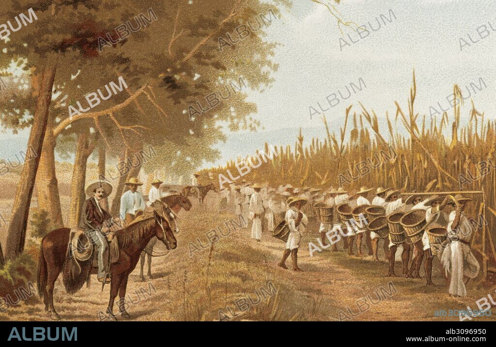 HISTORIA DE MEXICO. SIGLO XIX. AGRICULTURA. "Cosecha de maiz en una de las haciendas, con los capataces y campesinos o peones". Litografia del año 1880.
