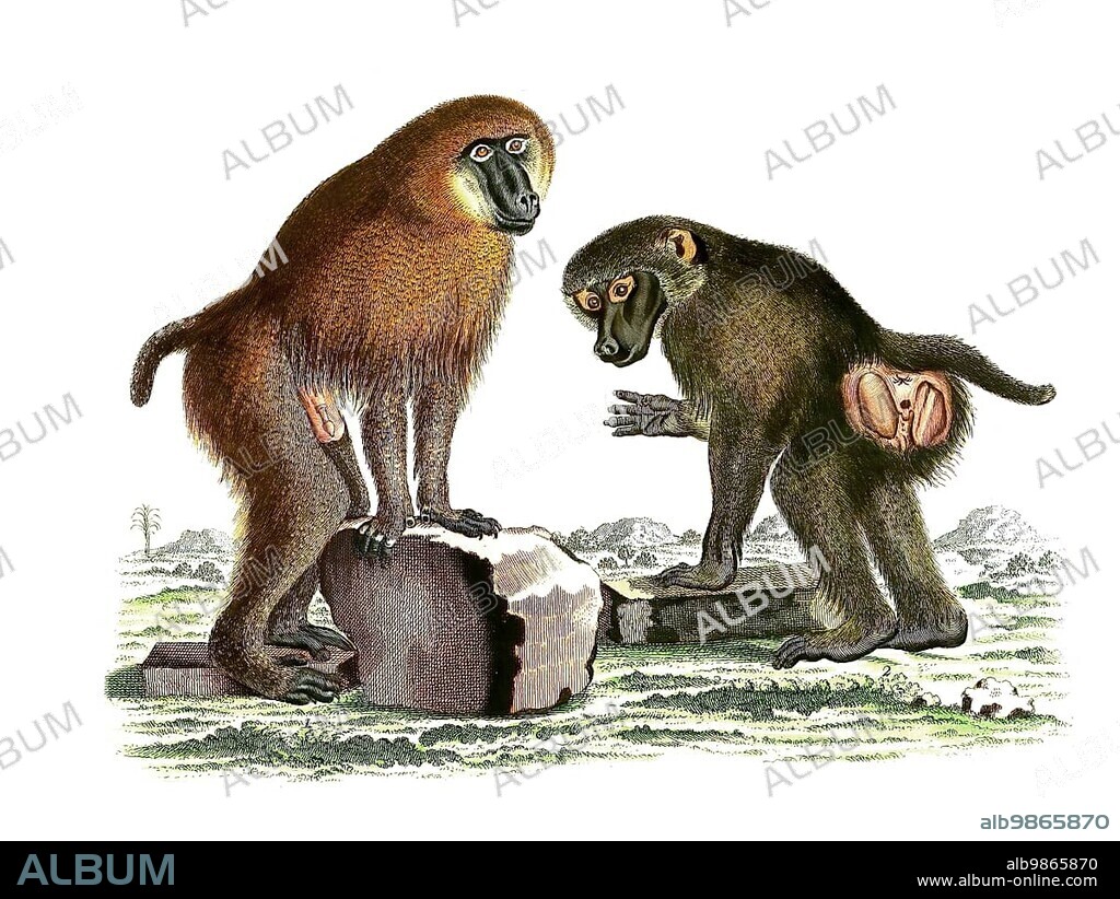 Mammals, Simia sphinx, Mandrill (Mandrillus sphinx), a primate species of the guenon family, Historic, digitally restored reproduction of an original from 1860.