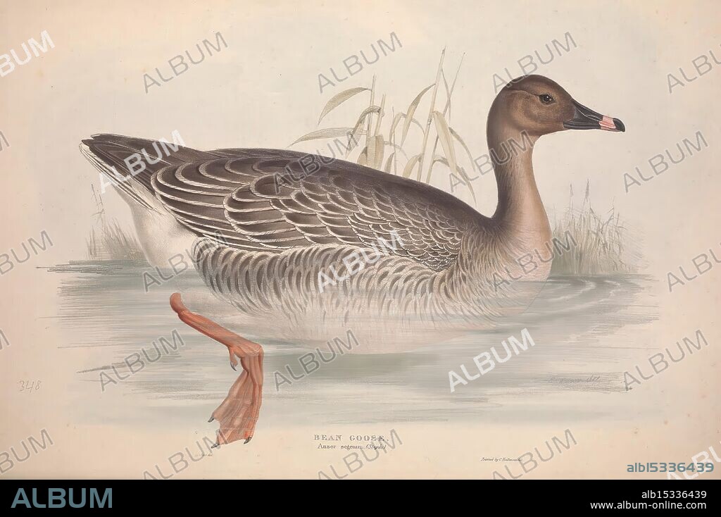 The birds of Europe London Printed by R. and J.E. Taylor Published by the author 1837 Birds Europe Pictorial works Edward Lear, A detailed depiction of a female bean goose, showcasing its distinctive features. The bird is illustrated mid-swim, with graceful waves rippling around its body. Its plumage exhibits a blend of soft browns and muted grays, accented by a striking pattern of barring across its wings and body. The goose's long neck is elegantly curved, highlighting its refined profile. Notable are the bird's pink bill and webbed feet, partially submerged in the water. In the background, gentle hints of tall grasses create a serene habitat, emphasizing the natural environment of this migratory species.