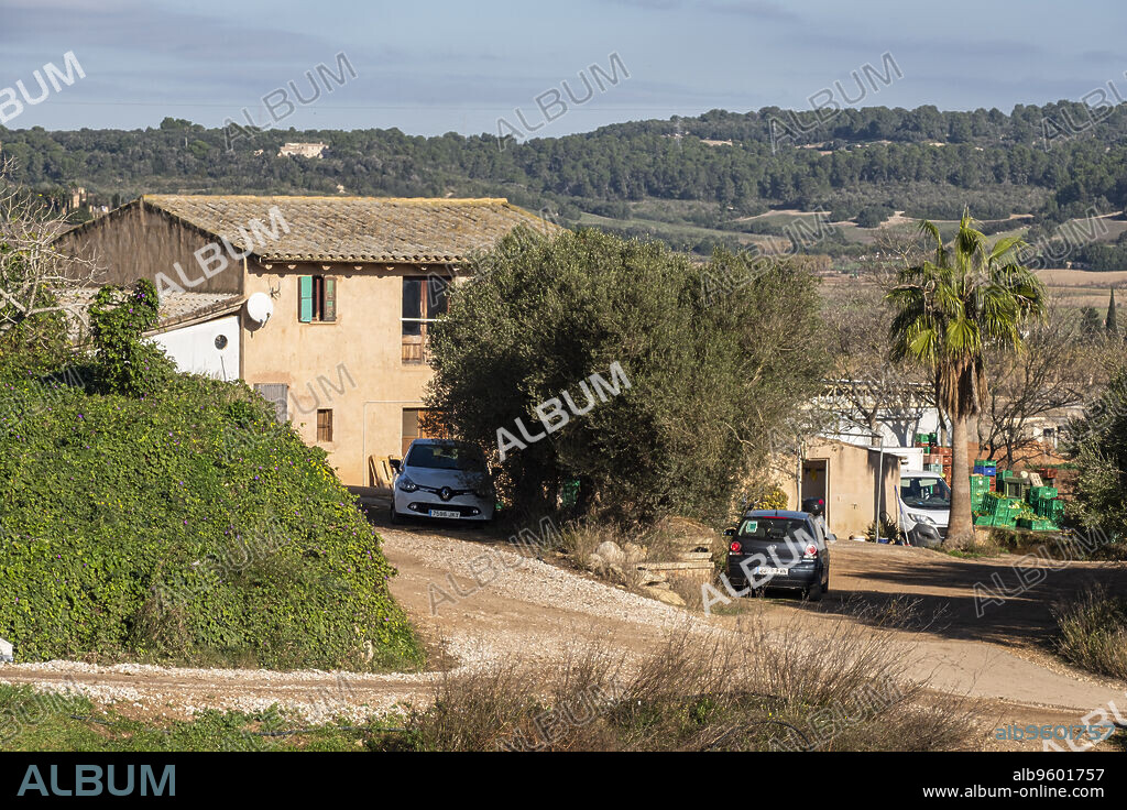 farm Sa Teulera, Manacor, Mallorca, Balearic Islands, Spain.