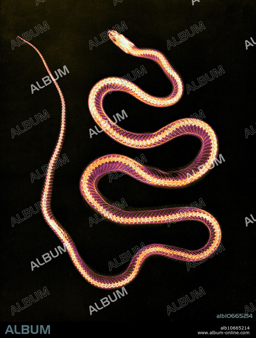 Historical X-ray of an Aesculapian snake, 1896. The Aesculapian snake (now Zamenis longissimus, previously Elaphe longissima), is a species of nonvenomous snake native to Europe. Growing up to 2 metres (6.6 ft) in total length, it has been of cultural and historical significance for its role in ancient Greek and Roman mythology and derived symbolism. Taken by Josef Maria Eder (Austrian, 1855-1944) and Eduard Valenta (Austrian, 1857-1937). Photogravure. Eder was the director of an institute for graphic processes and the author of an early history of photography. With the photochemist Valenta, he produced a portfolio in January 1896, less than a month after Wilhelm Conrad Rontgen published his discovery of X-rays. Eder and Valenta-s volume, from which this plate derives, demonstrated the X-ray-s magical ability to reveal the hidden structure of living things.