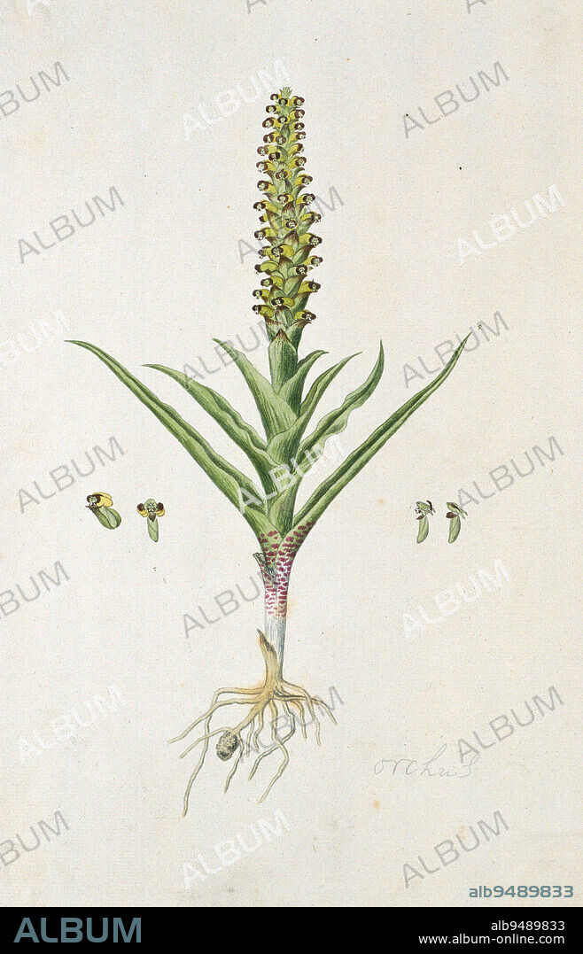 Corycium orobanchoides (L.f.) Sw.(artz.), a species of orchid, Corycium orobanchoides (L.f.) Swartz, draughtsman: Robert Jacob Gordon, Oct-1777 - Mar-1786, paper, brush, h 660 mm × w 480 mm, h 371 mm × w 239 mm.
