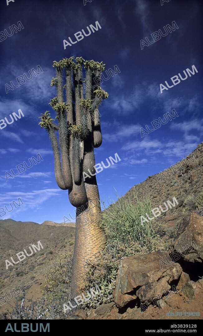 Halfmens (Pachypodium namaquanum), a plant ranging in height between two and a half and four meters, in Richtersveld National Park in Northern Cape, South Africa.