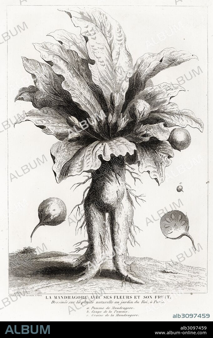 Historia sagrada. Mandrágora, planta cuyas raíces tienen el aspecto de una figura humana, utilizada en rituales de magia. Grabado de 1862.