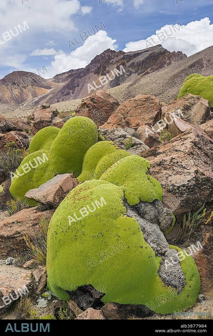 Yareta or Llareta cushion plant (Azorella compacta), Putre, Arica and Parinacota Region, Chile