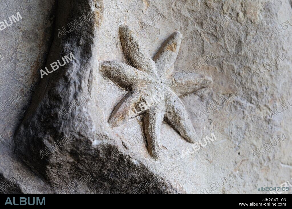 Albanega con escudo de Fonseca renacentista ( Plateresco) " Galeria del Ave María - PALACIO ARZOBISPAL " perteneciente al ANTIQUARIUM - Muralla de ALCALA DE HENARES ( Siglo XIII ).Comunidad de Madrid . ESPAÑA.