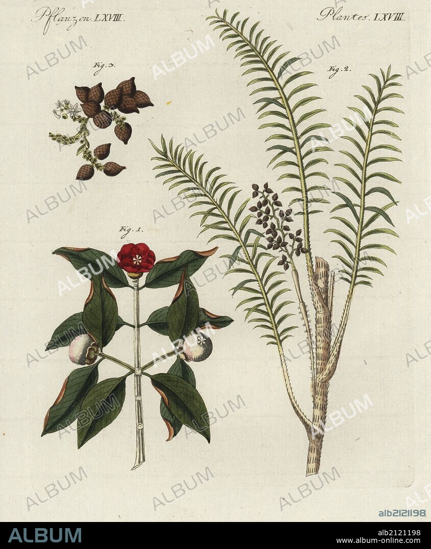 Purple mangosteen tree, flower, leaf and fruit, Garcinia mangostana 1, and rattan tree, Calamus rotang, branch and leaf 2, and "dragon's blood" fruit 3. Handcoloured copperplate engraving from Bertuch's "Bilderbuch fur Kinder" (Picture Book for Children), Weimar, 1798. Friedrich Johann Bertuch (1747-1822) was a German publisher and man of arts most famous for his 12-volume encyclopedia for children illustrated with 1,200 engraved plates on natural history, science, costume, mythology, etc., published from 1790-1830.