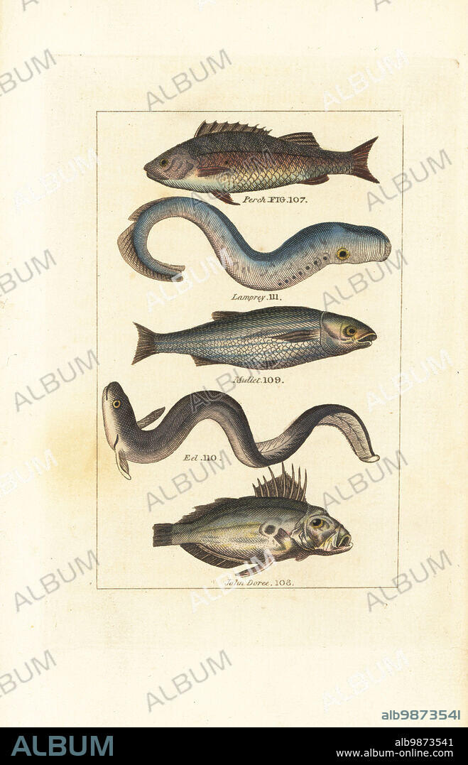 European perch, Perca fluviatilis 107, lamprey eel, Lampetra fluviatilis 111, mullet, Mugil cephalus 109, critically endangered European eel, Anguilla anguilla 110 and John Dory, Zeus faber 108. Handcoloured copperplate engraving after Jacques de Seve from James Smith Barrs edition of Comte Buffons Natural History, A Theory of the Earth, General History of Man, Brute Creation, Vegetables, Minerals, T. Gillet, H. D. Symonds, Paternoster Row, London, 1808.