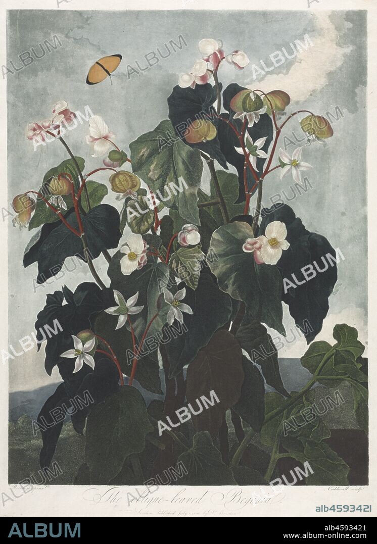 The Temple of Flora, or Garden of Nature: The Obique-leaved Begonia, 1800.