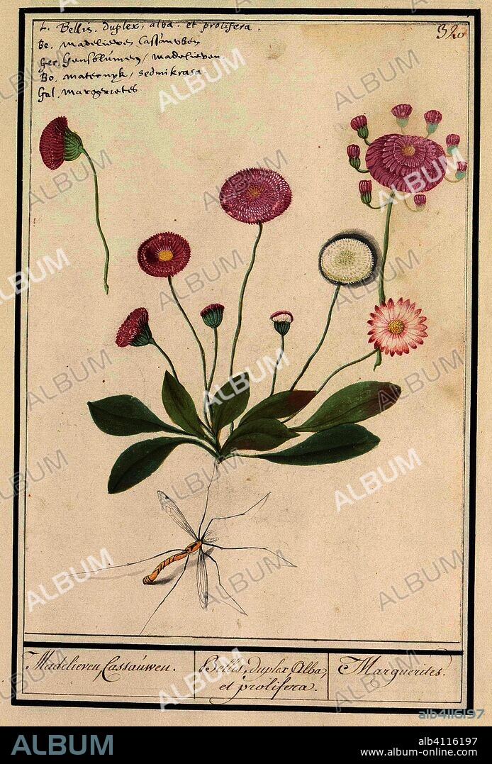 ANSELMUS BOËTIUS DE BOODT. Madelief (Bellis perennis). Madelieven, Cassauwen. / Bellis, duplex Alba, et prolifera. / Marguerites. (title on object). Draughtsman: Anselmus Boëtius de Boodt. Draughtsman: Elias Verhulst. Dating: 1596 - 1610. Place: Praag. Measurements: h 240 mm × w 170 mm.