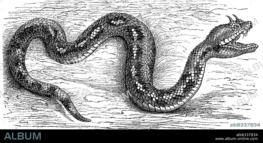 Arabische Hornviper, Cerastes gasperettii, ist eine Art der Echten Vipern und z§hlt zur Gattung der Afrikanischen Hornvipern / Arabian horned viper, Cerastes gasperettii, is a species of true viper and belongs to the genus African horned viper, Historisch, historical, digital improved reproduction of an original from the 19th century / digital restaurierte Reproduktion einer Originalvorlage aus dem 19. Jahrhundert, genaues Originaldatum nicht bekannt.