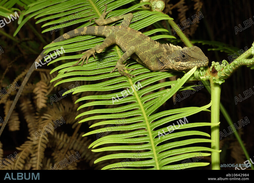 Robinson's Anglehead Lizard (Malayodracon robinsonii, Gonocephalus robinsonii) at 1500m (4900 feet) ASL in disturbed montane forest, Lojing Highlands, Kelantan, Malaysia.