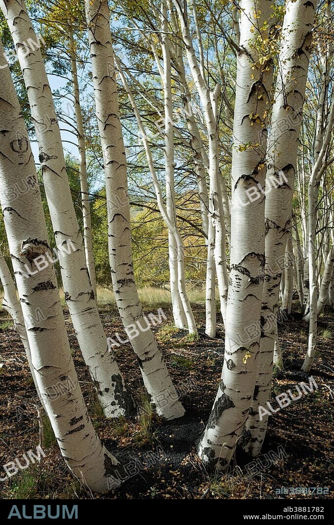 Endemic etna birch (Betula aetnensis) forest, lava fields from 1865, Monti Sartorius, northeast flank of Etna, Sicily volcano, Italy
