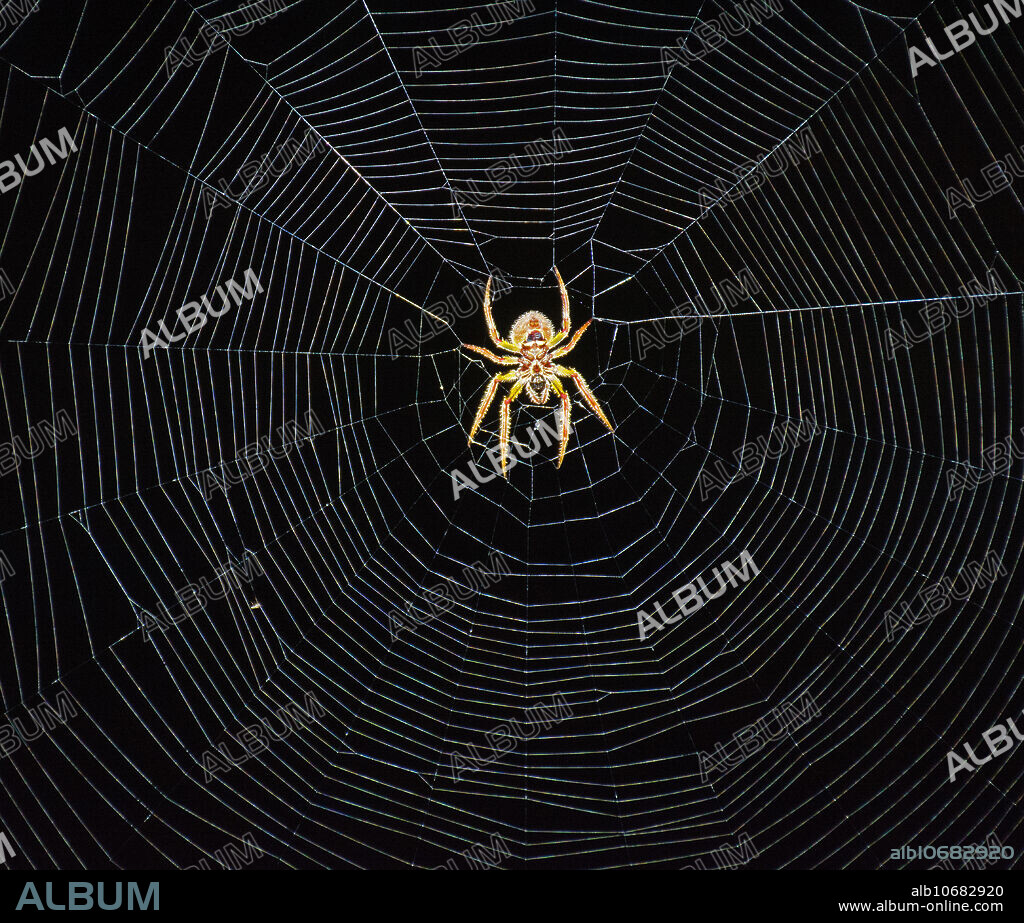 Tropical Orb Weaver (Eriophora ravilla), adult female in web at night. DeLand, FL, USA, in January.