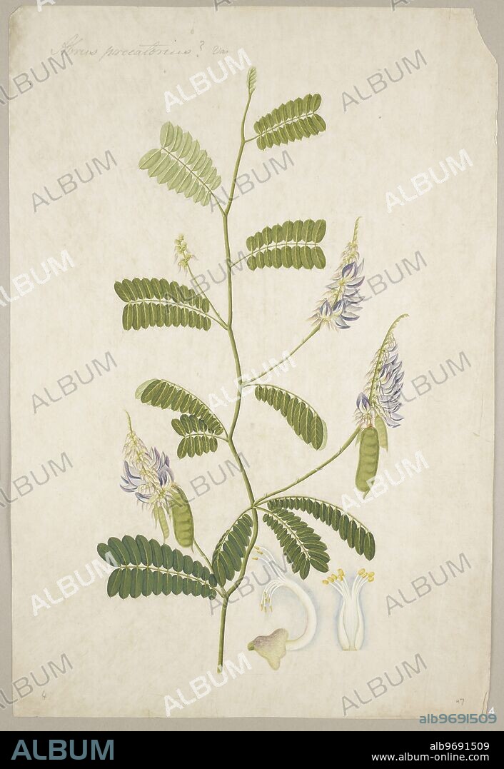'Abrus Precatorius' L.(Leguminosae) or 'Abrus Fruticulosus'. Plant from the family Fabaceae.
