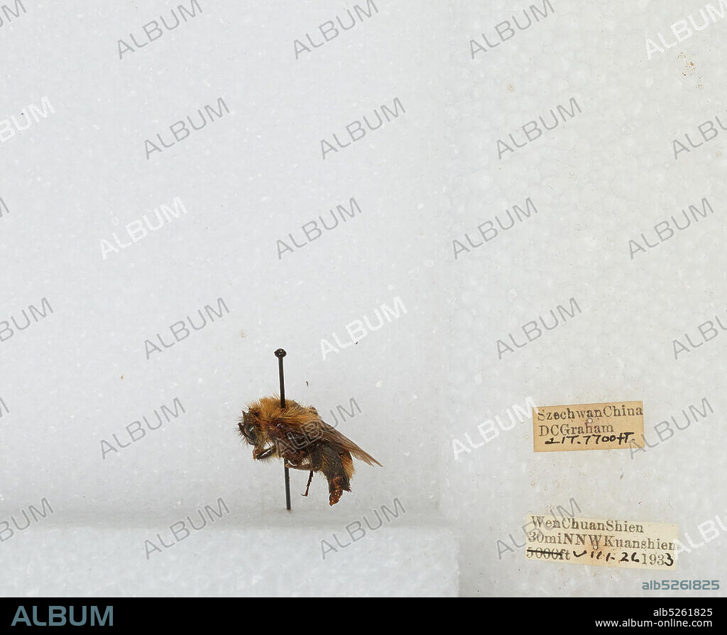 30mi NNW Kuanshien, Wenchuan Xian, Sichuan, China, Bombus sp., Animalia, Arthropoda, Insecta, Hymenoptera, Apidae, Apinae.